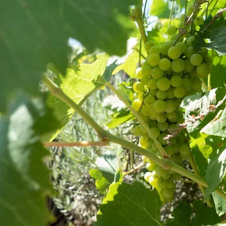 In Campagna A * Sciacca